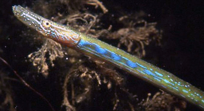 Nerophis ophidion_07.jpg